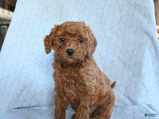 Cavapoo dogs Tigger - Ad 26