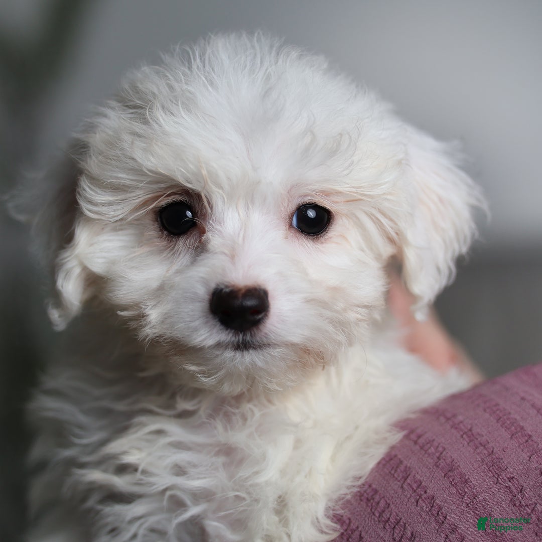 Teddy Bear dogs for sale: Jinko (Mini size) - Ad 9