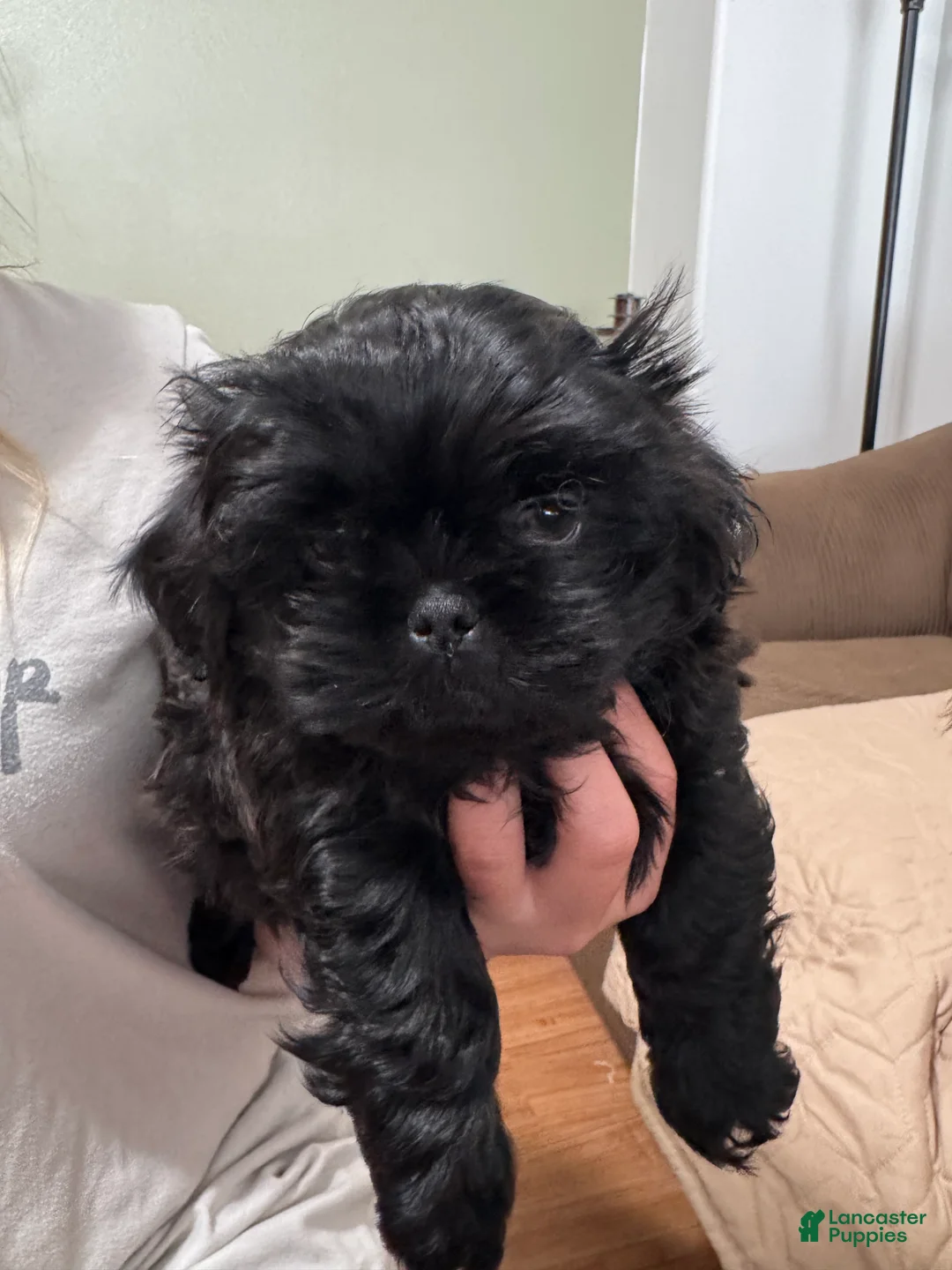 Shih Tzu dogs for sale: Shih Tzu 2 - Ad 2