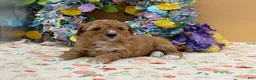 Mini Goldendoodle dogs for sale: Sandy Mini Goldendoodle Puppy  - Ad 2