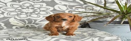 Mini Goldendoodle dogs for sale: Reese - Ad 2