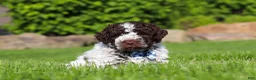 Lagotto Romagnolo dogs for sale: Riley - Ad 1