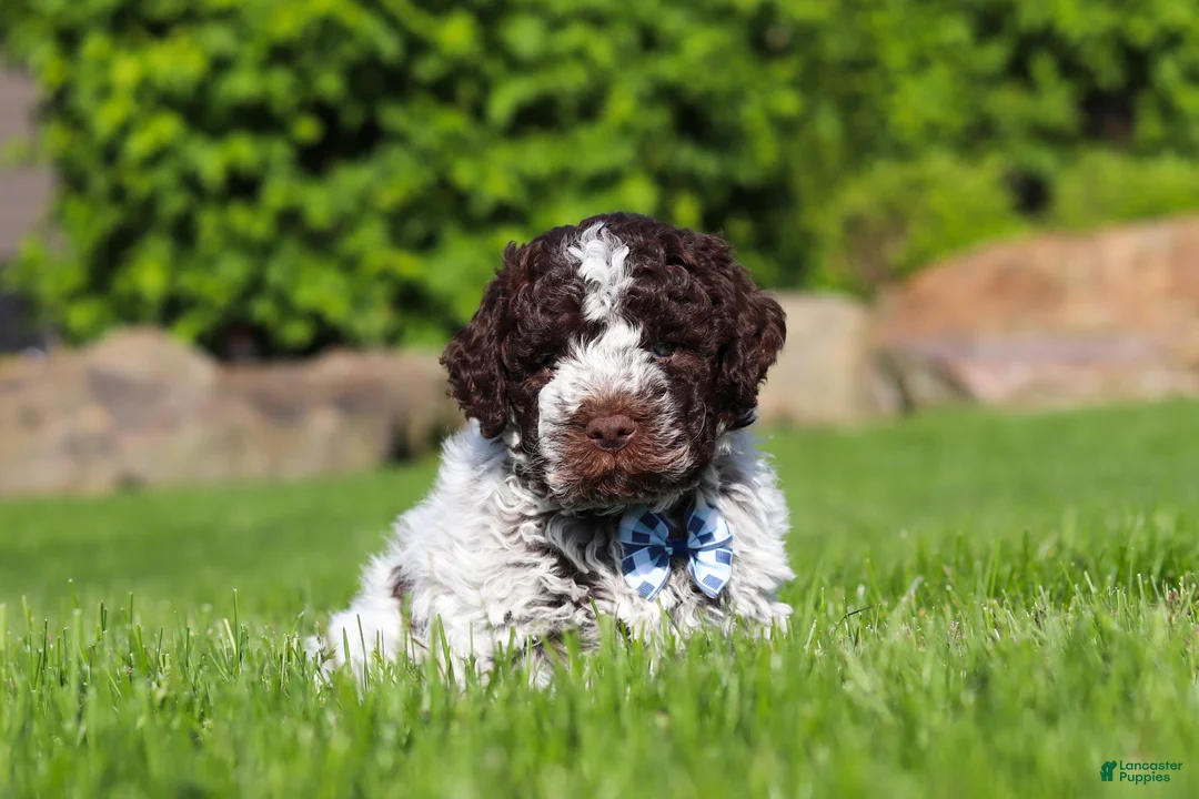 Lagotto Romagnolo dogs for sale: Riley - Ad 1