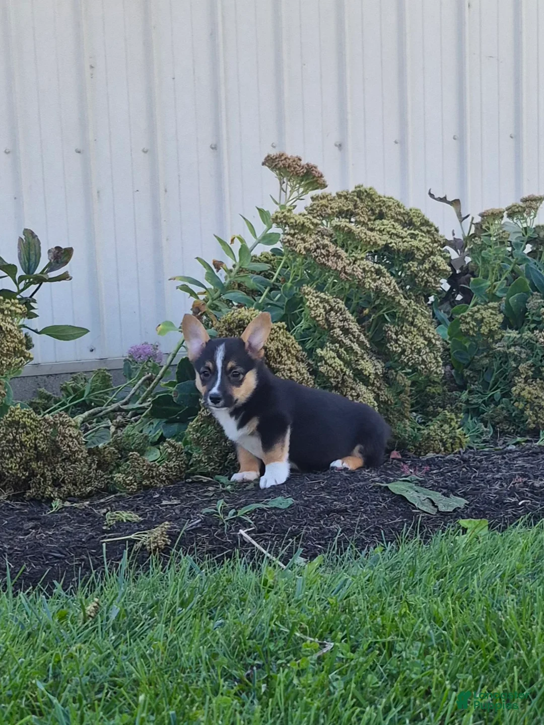 Welsh Corgi Pembroke dogs for sale: Sage - Ad 2