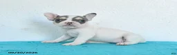 French Bulldog dogs for sale: Dotty - Ad 4
