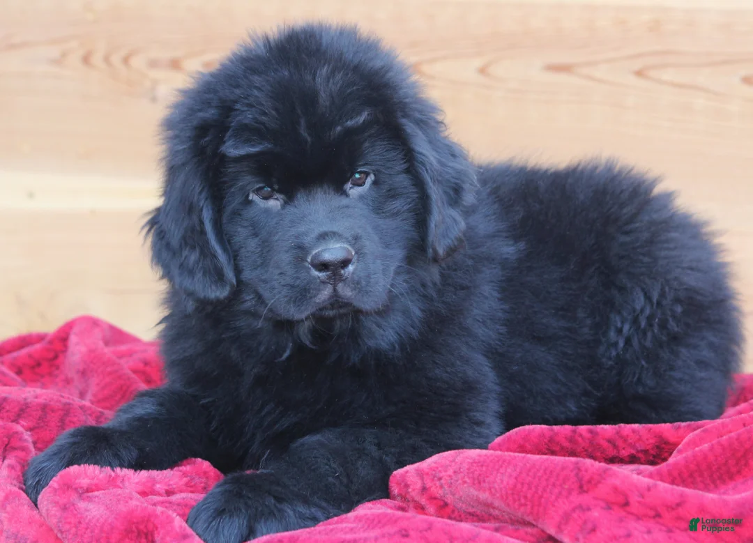 Newfoundland dogs for sale: Theo - Ad 6