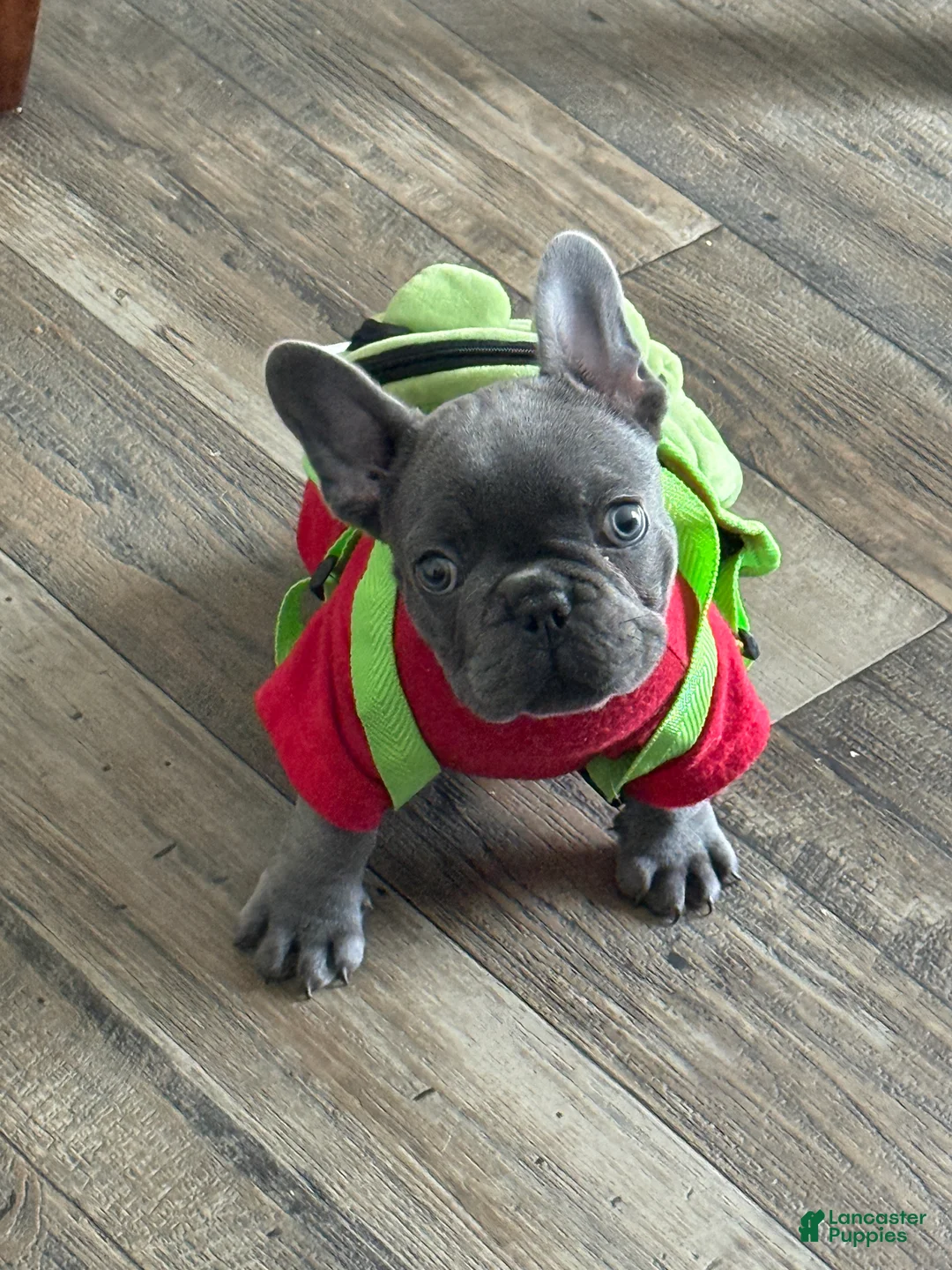 French Bulldog dogs for sale: French Bulldog Puppy 1 - Ad 1