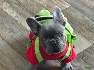 French Bulldog dogs French Bulldog Puppy 1 - Ad 24