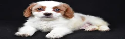 Mixed Breed dogs for sale: Bubbles - Ad 5