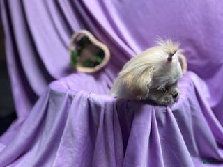 Shih Tzu dogs Shih Tzu Puppy 1 - Ad 17