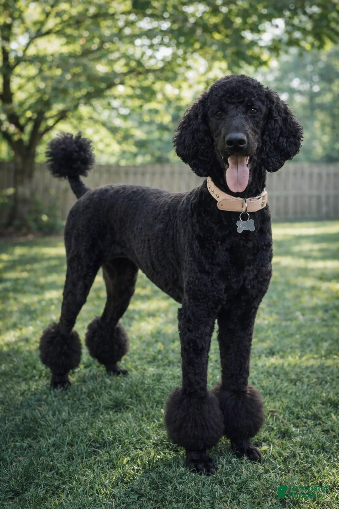 Standard Poodle dogs for sale: Standard Poodle Puppy 2 - Ad 7