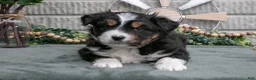 Miniature Australian Shepherd dogs for sale: Jackson - Ad 3