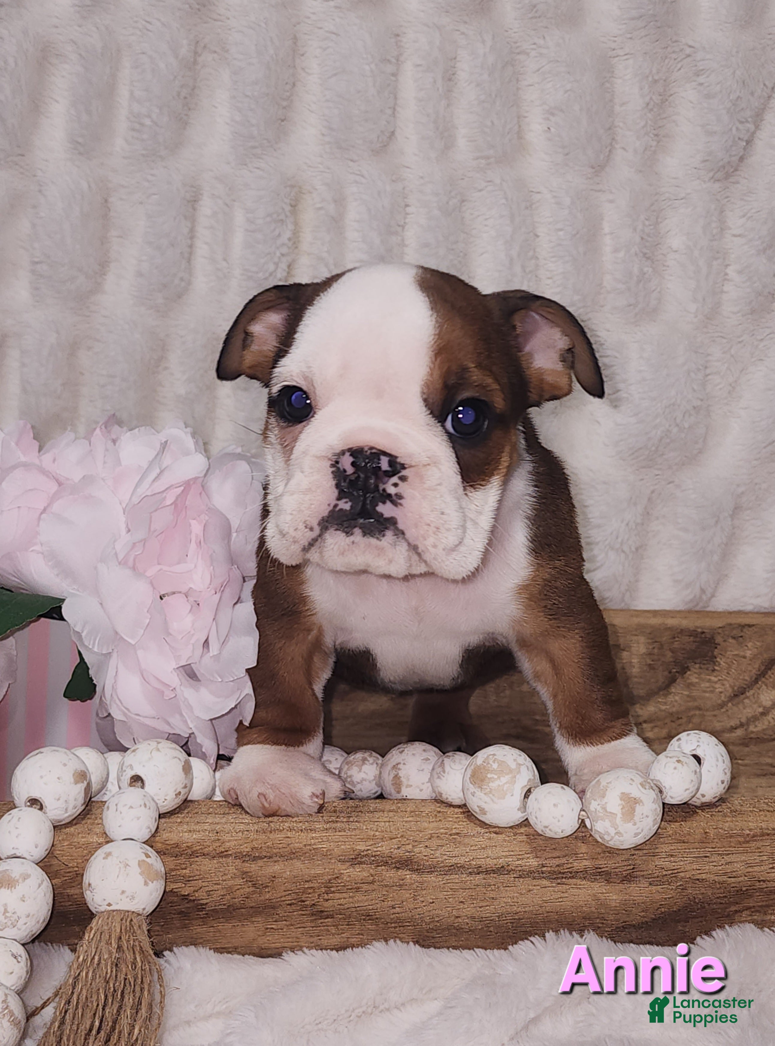English Bulldog dogs AKC Annie  - Ad 1