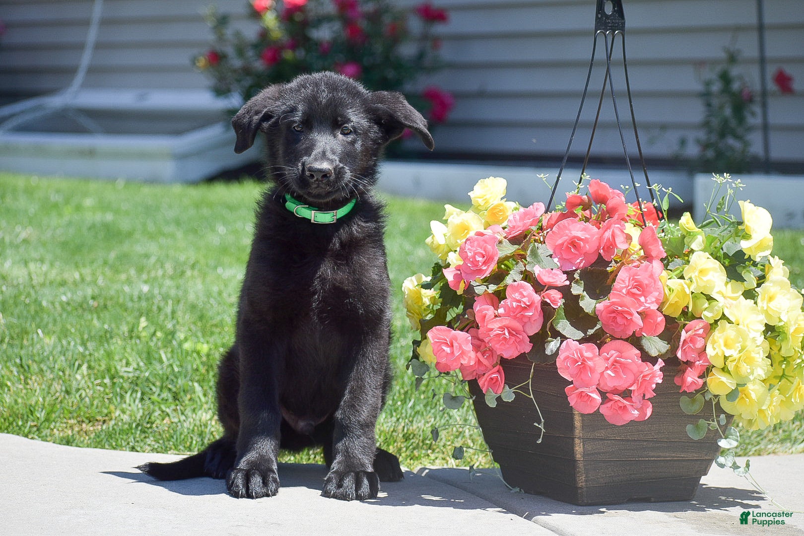 German Shepherd dogs Hudson - Ad 1