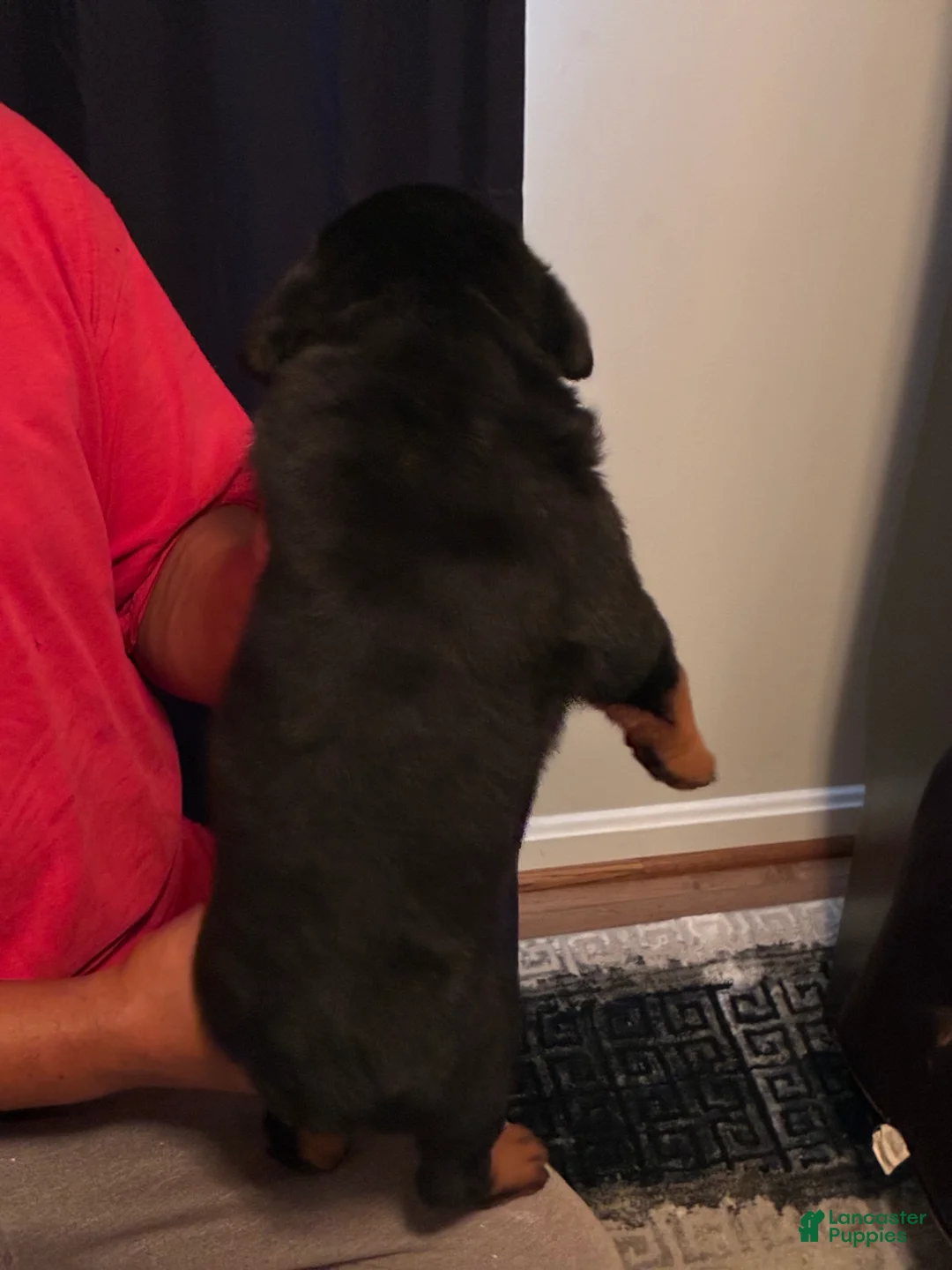 Rottweiler dogs for sale: Rottweiler 1 - Ad 2