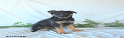 German Shepherd dogs for sale: Bella    - Ad 5