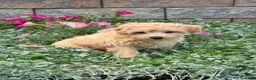 Maltipoo dogs for sale: Murphy - Ad 4