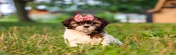 Shih Tzu dogs for sale: Rosie - Ad 7
