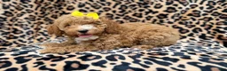 Cockapoo dogs for sale: Reagan - Ad 8