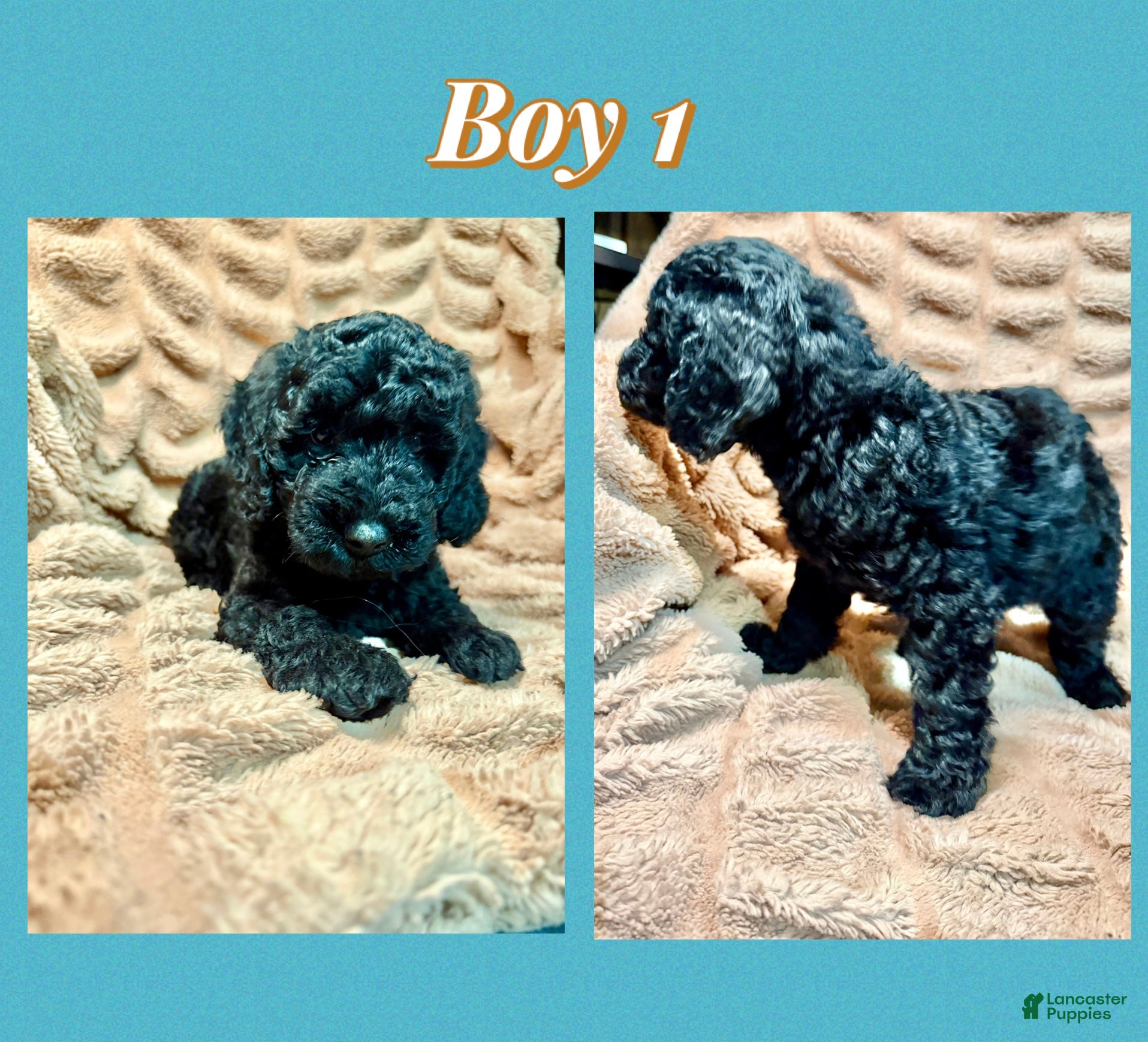Mini Goldendoodle dogs Mini Goldendoodle Puppy 1 - Ad 12
