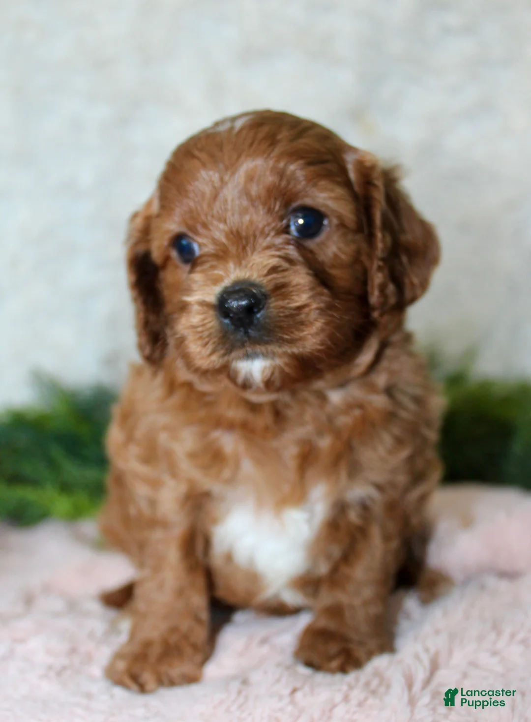 Cavapoo dogs for sale: Cavapoo 1 - Ad 1