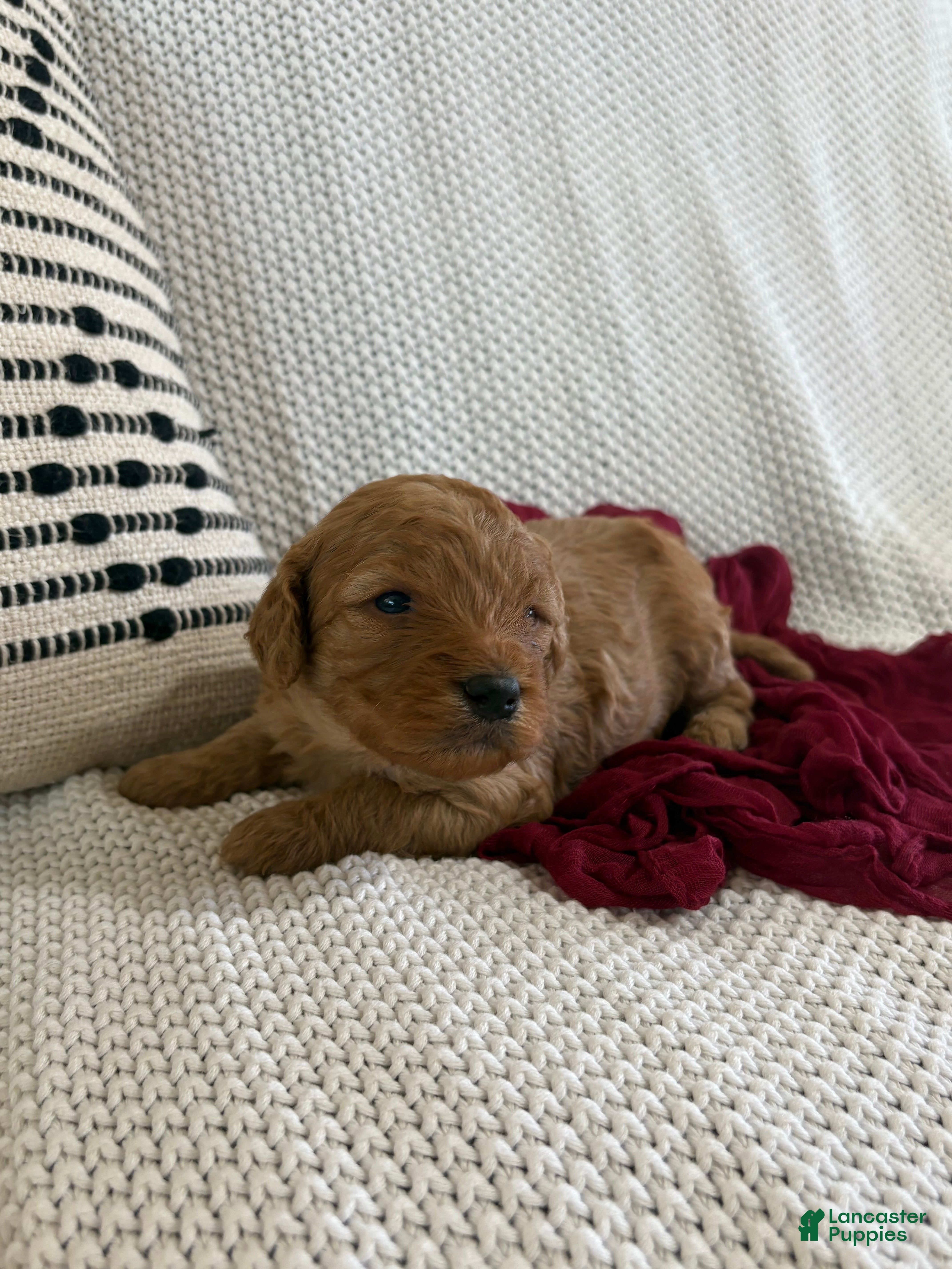 Cavapoo dogs for sale: Pax - Ad 2