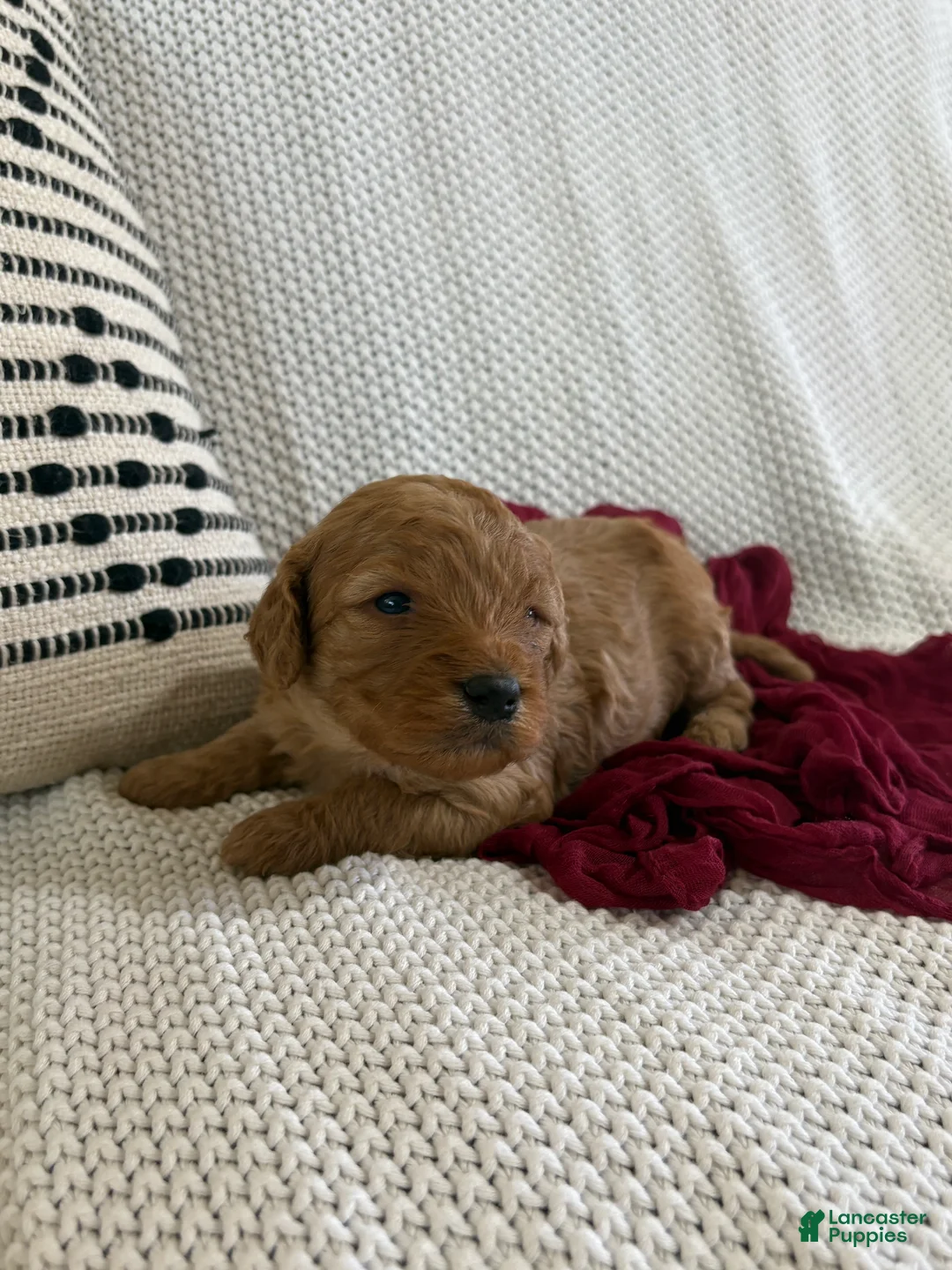 Cavapoo dogs for sale: Pax - Ad 1