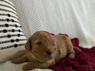 Cavapoo dogs for sale: Pax - Ad 2