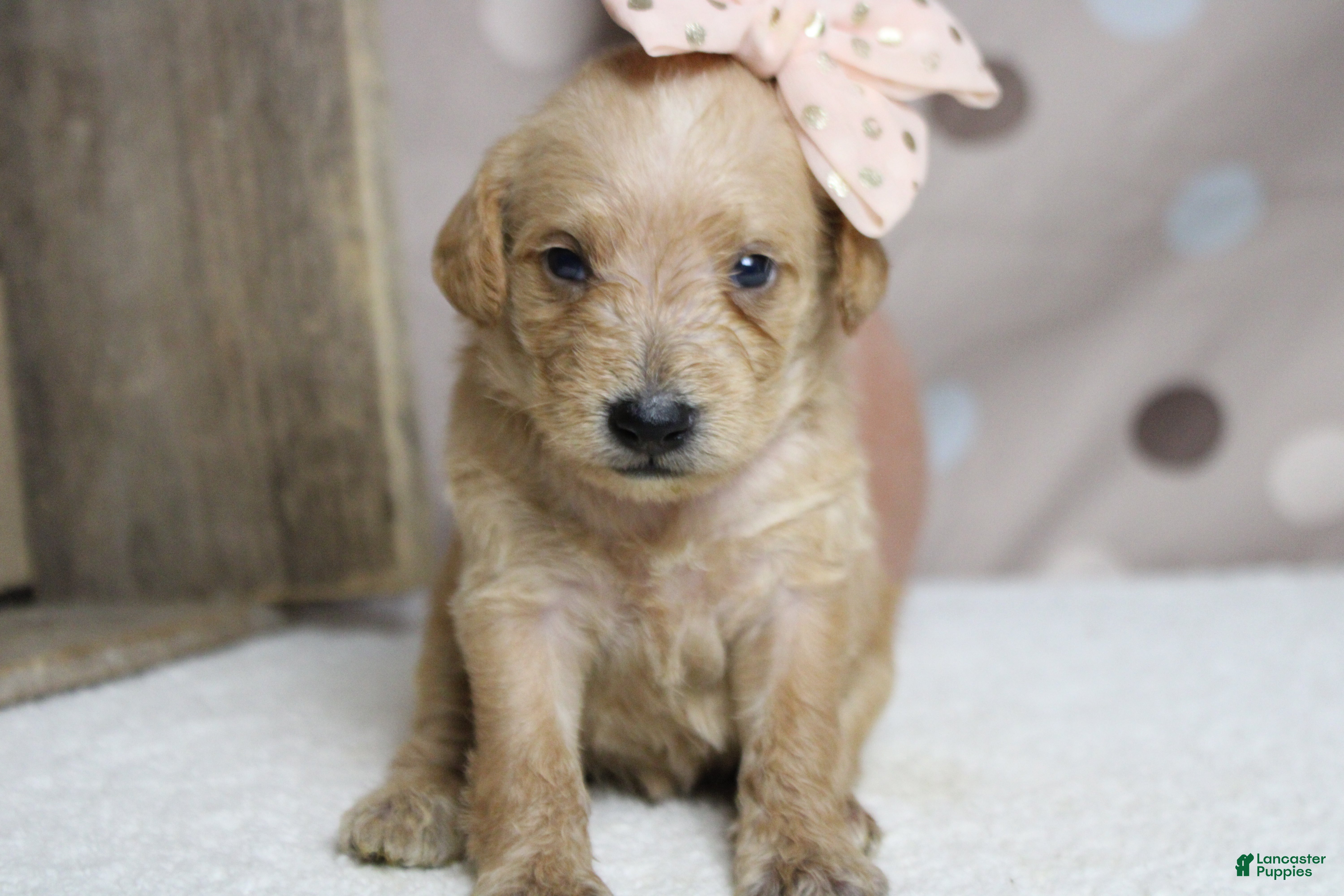 Schnoodle dogs Sherry  - Ad 5