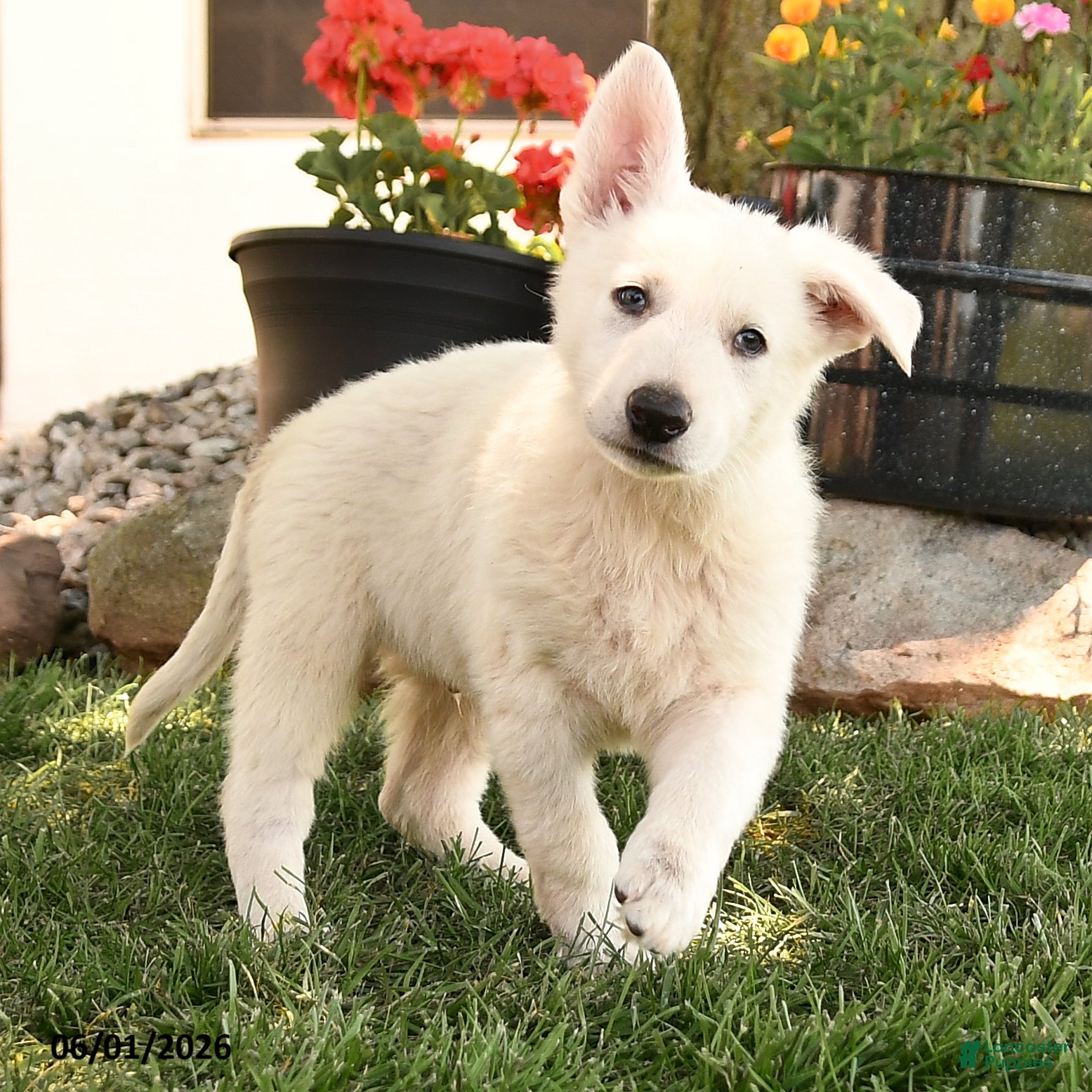 German Shepherd dogs Sammy - Ad 2