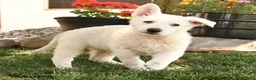 German Shepherd dogs for sale: Sammy - Ad 2