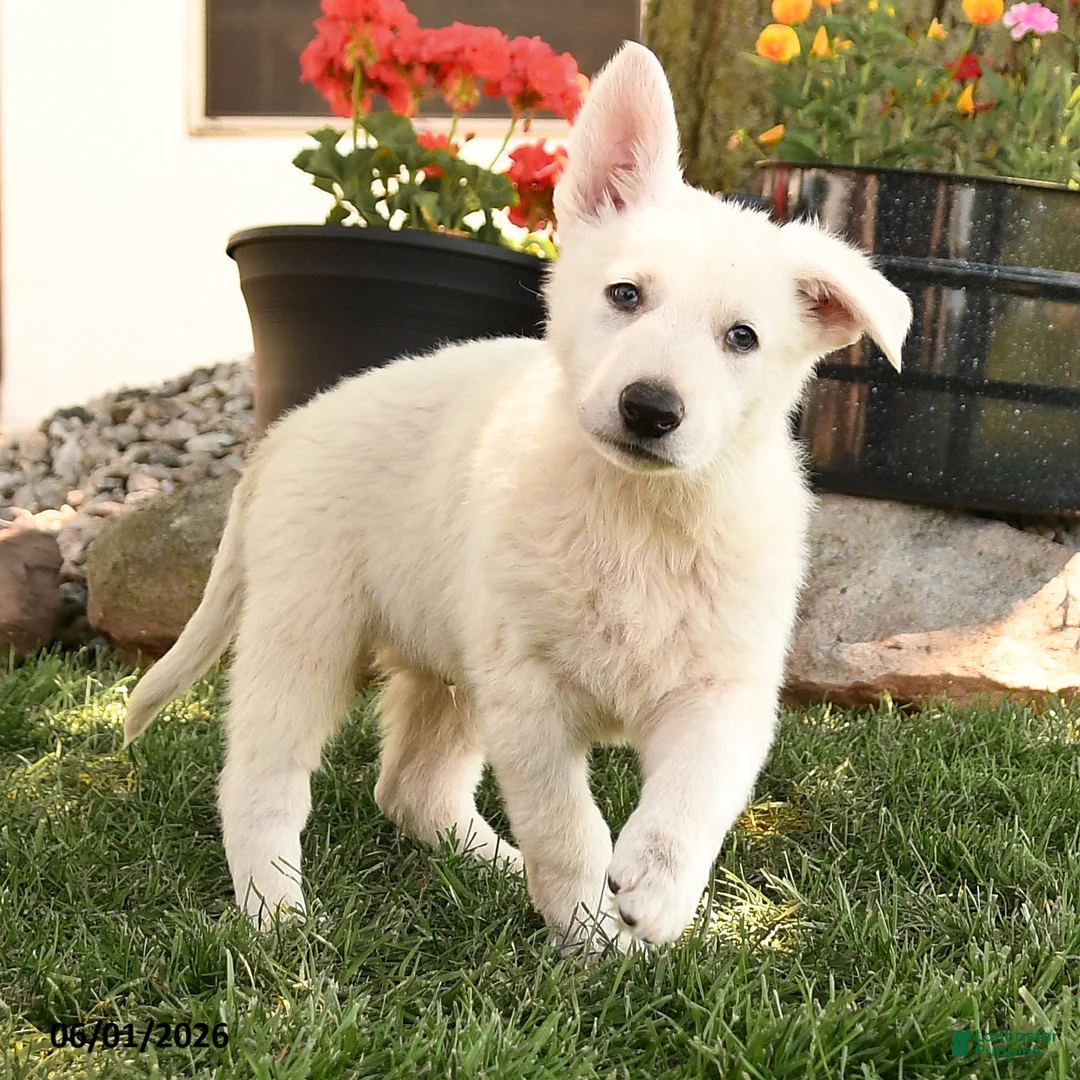 German Shepherd dogs for sale: Sammy - Ad 2