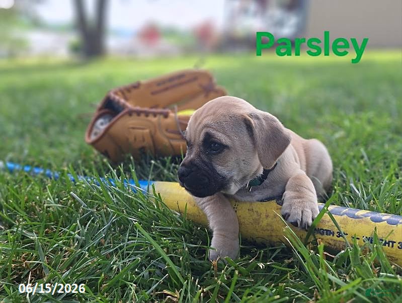 Jug dogs Parsley - Ad 2