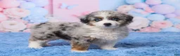 Aussiedoodle dogs for sale: Banjo - Ad 4