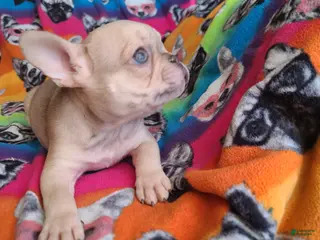 French Bulldog dogs French Bulldog Puppy 4 - Ad 27