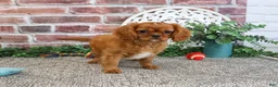 Cavalier King Charles Spaniel dogs for sale: Digger - Ad 3