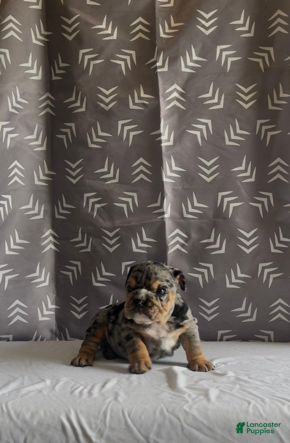 English Bulldog dogs for sale: English Bulldog Puppy - Harley - Ad 1