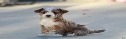 Bichpoo dogs for sale: Ryder - Ad 8