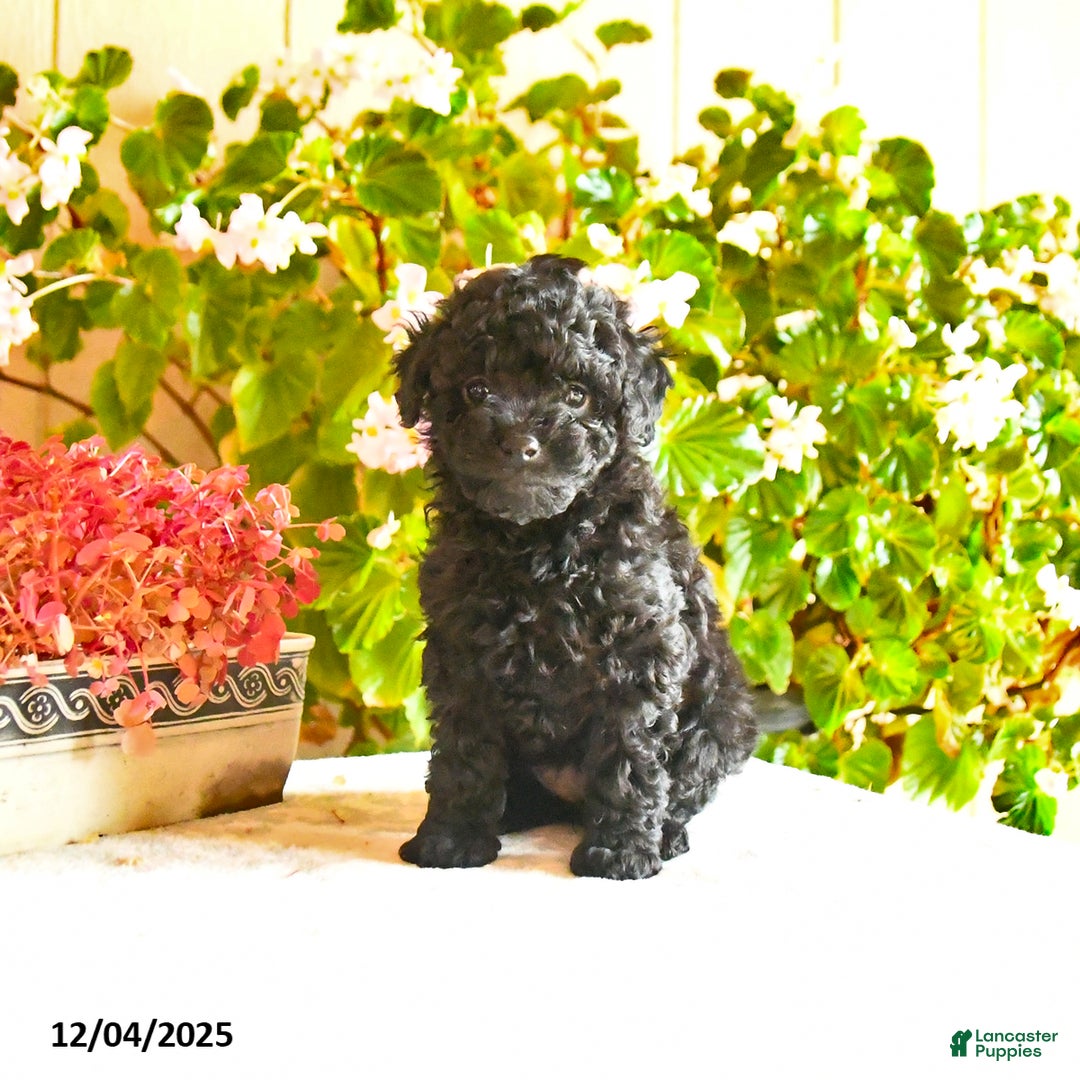 Toy Poodle dogs for sale: Sheila  - Ad 2