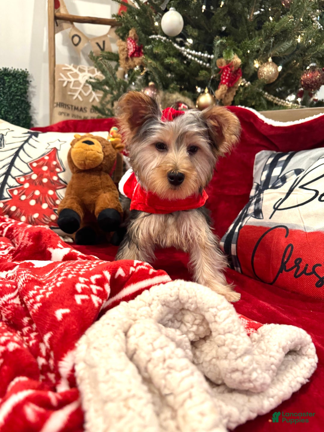 Yorkiepoo dogs for sale: Yorkiepoo Puppy 4 - Ad 2