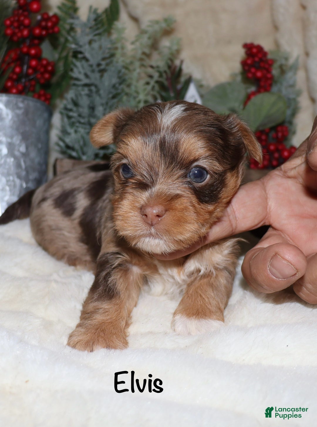 Yorkshire Terrier dogs for sale: Elvis - chocolate merle - Ad 3