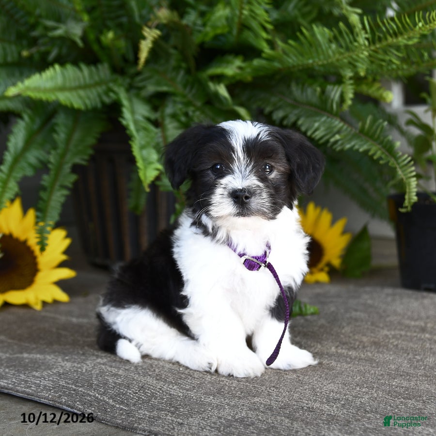 Mixed Breed dogs for sale: Monty - Ad 1