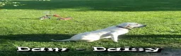 Labrador Retriever dogs for sale: Ricky - Ad 10