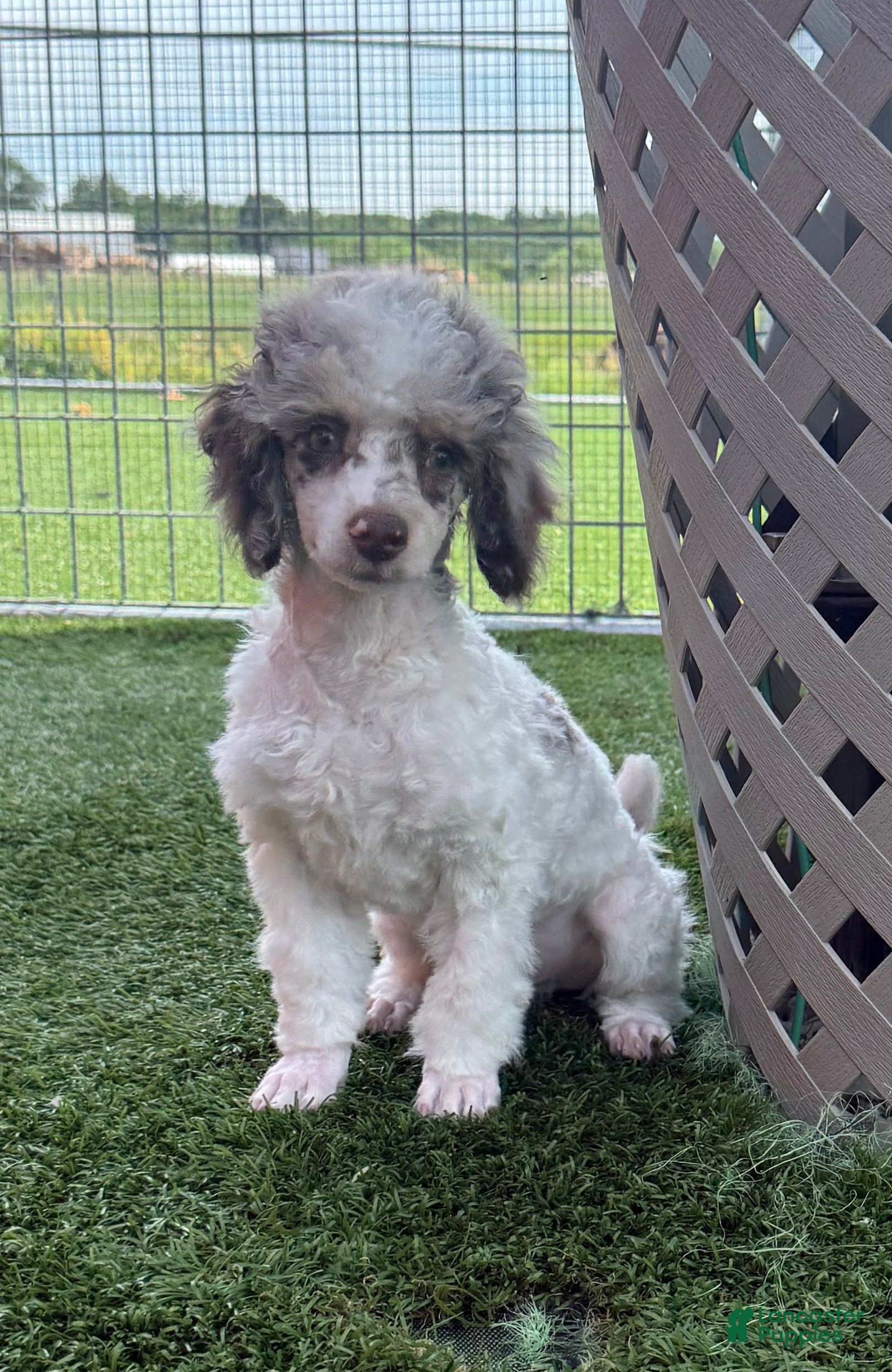 Miniature Poodle dogs Granite Miniature Poodle Puppy  - Ad 1