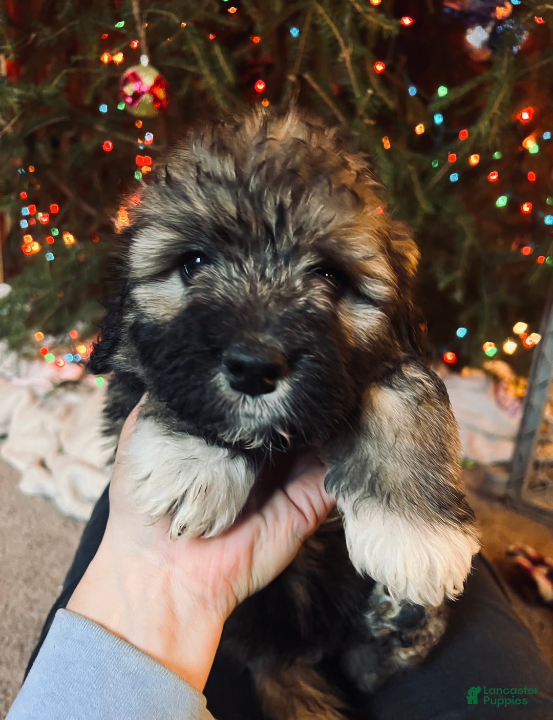 Mixed Breed dogs for sale: Hot Cocoa - Ad 2