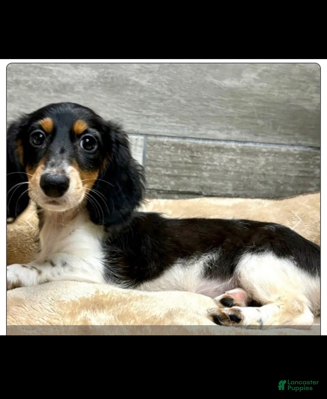 Miniature Dachshund dogs for sale: Miniature Dachshund Puppy 7 - Ad 2