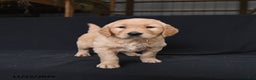 Golden Retriever dogs for sale: Ryker  - Ad 1