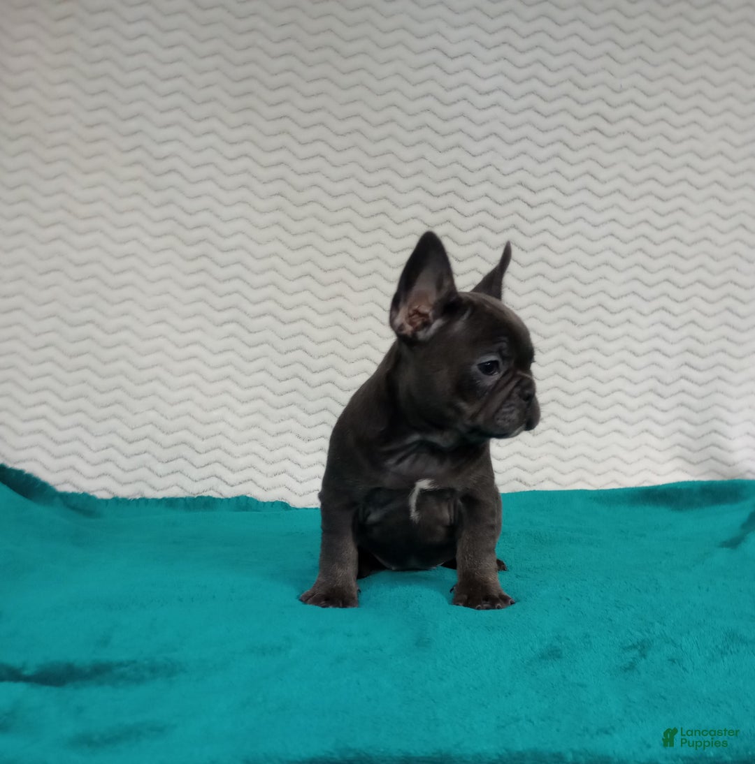 French Bulldog dogs for sale: Hazel  - Ad 2