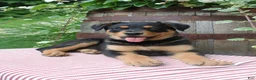 Mixed Breed dogs for sale: Rocky  - Ad 3