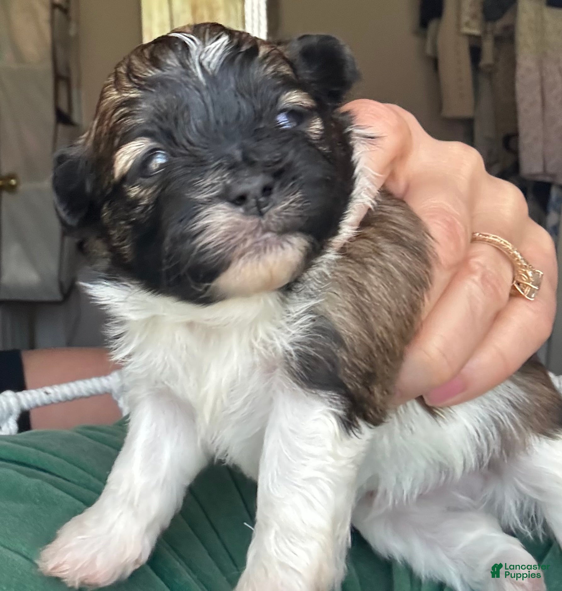 Mixed Breed dogs Robbie - Ad 1